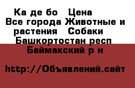 Ка де бо › Цена ­ 25 - Все города Животные и растения » Собаки   . Башкортостан респ.,Баймакский р-н